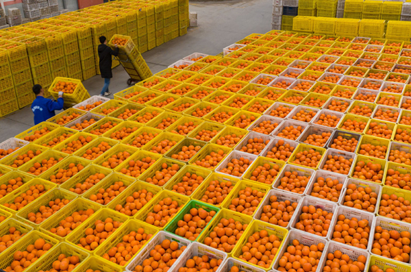 Navel Oranges, 10 count – Chefs' Warehouse