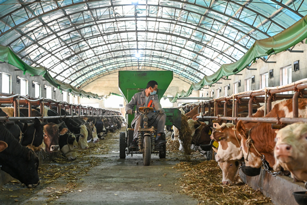 Yining in Xinjiang optimizes local animal husbandry industrial structure
