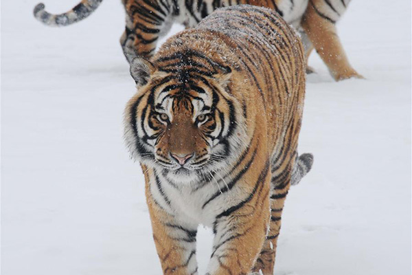 Over 30 Siberian tiger cubs born from end of February at Heilongjiang  breeding center (4) - People's Daily Online