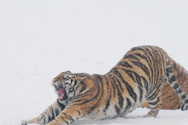 Over 30 Siberian tiger cubs born from end of February at Heilongjiang  breeding center (6) - People's Daily Online