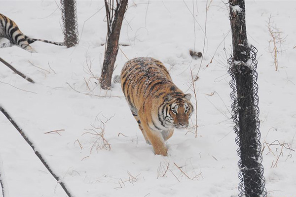 Over 30 Siberian tiger cubs born from end of February at Heilongjiang  breeding center (4) - People's Daily Online