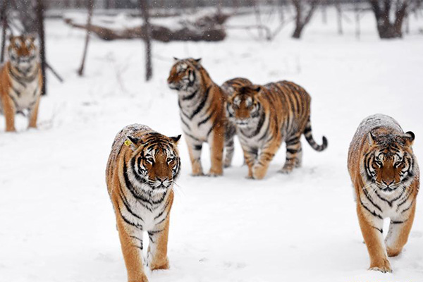 Over 30 Siberian tiger cubs born from end of February at Heilongjiang  breeding center (4) - People's Daily Online