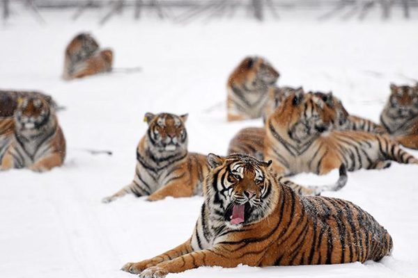 InPics: Over 10 newborn Siberian tiger cubs born in northeast China's  breeding base this year-Xinhua