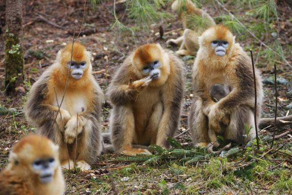 THE YEAR OF THE GOLDEN MONKEY - News