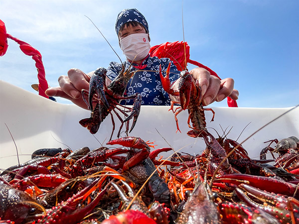 Crayfish harvest season begins in Jiangsu, E China