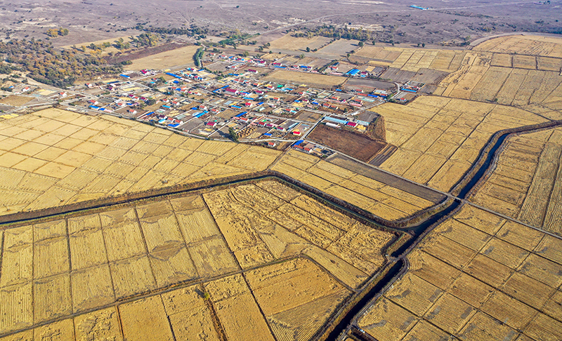 Grains in harvest season in Tongliao City, N China's Inner Mongolia