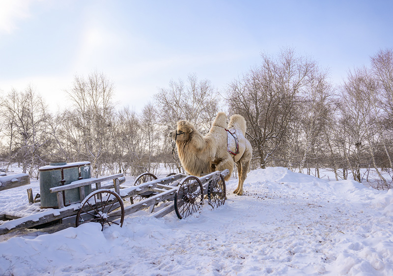 Snow turns Greater Hinggan Mountains in Inner Mongolia into landscape  painting - People's Daily Online