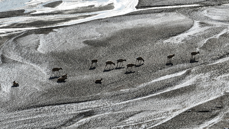 Migration of Tibetan antelope in Xizang