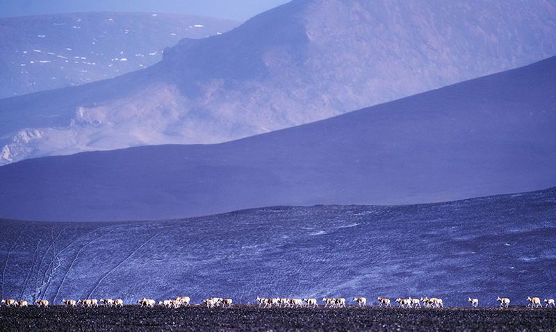 Migration of Tibetan antelope in Xizang