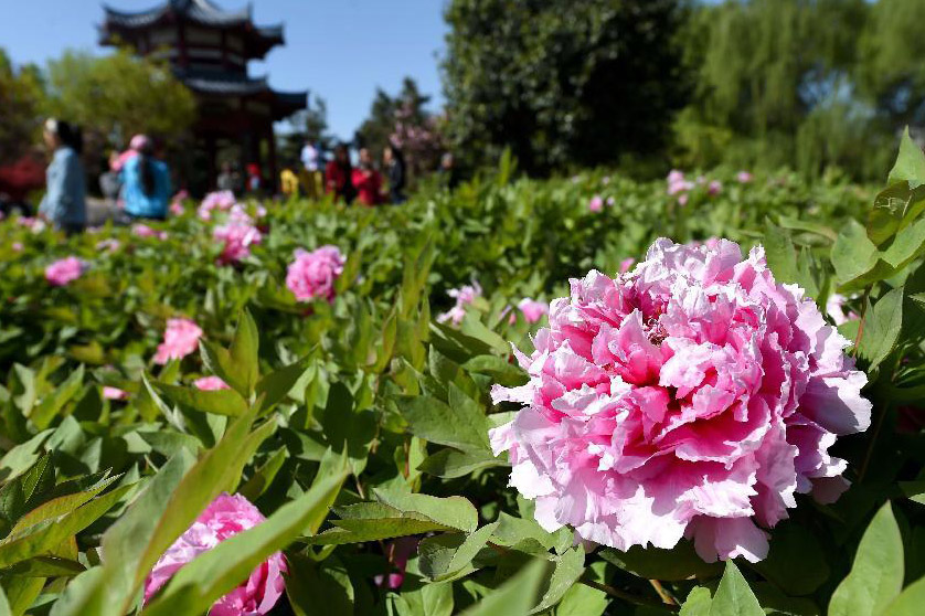 Peonies Come Into Flourishing Term In China’s Luoyang