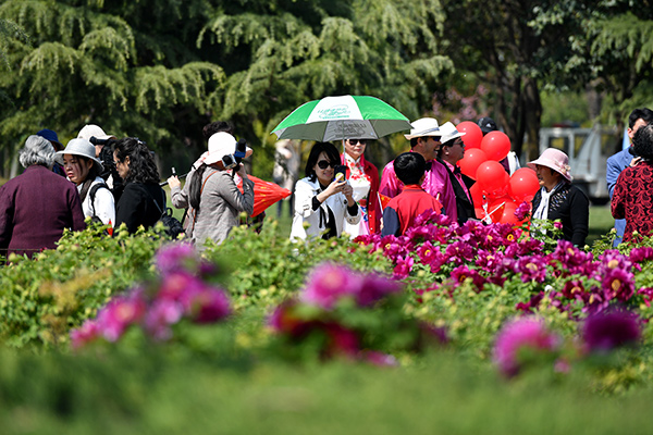 37th China Luoyang Peony Cultural Festival Held In China’s Henan